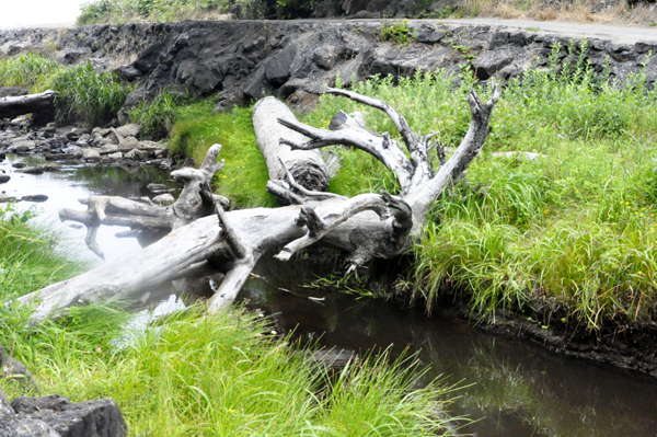 Fogarty Creek Recreation Area